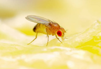 drain flies vs fruit flies